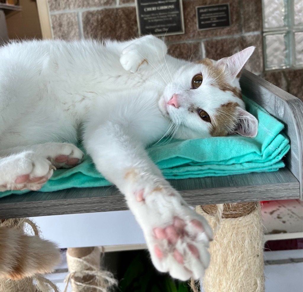 Ricky, an adoptable Domestic Short Hair in Shorewood, IL, 60431 | Photo Image 4