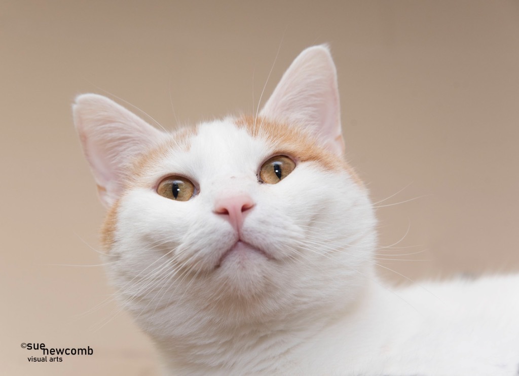 Ricky, an adoptable Domestic Short Hair in Shorewood, IL, 60431 | Photo Image 5