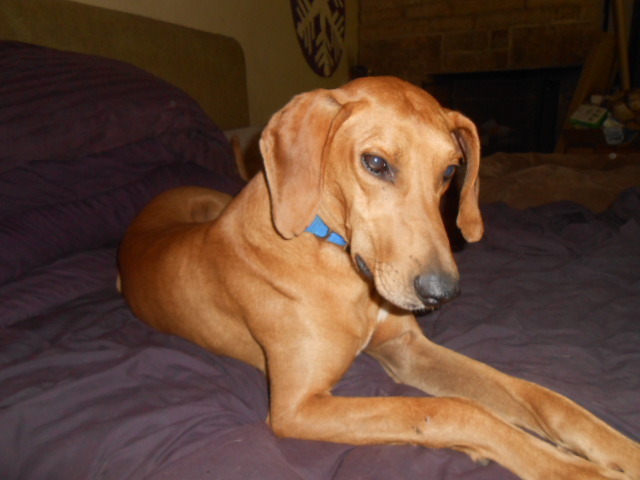 Cooper, an adopted Yellow Labrador Retriever & Greyhound Mix in North Jackson, OH_image-1