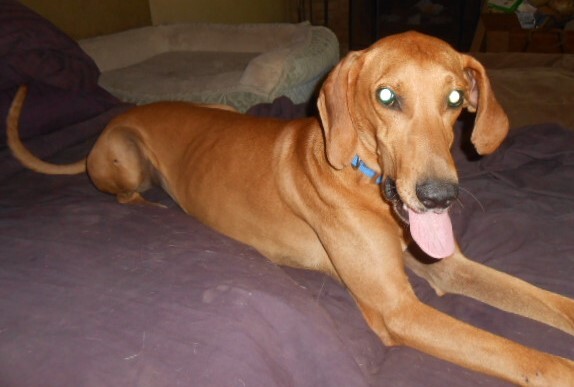 Cooper, an adopted Yellow Labrador Retriever & Greyhound Mix in North Jackson, OH_image-2