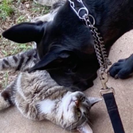 Bella, an adoptable Labrador Retriever & Pit Bull Terrier Mix in Oklahoma City, OK_image-4