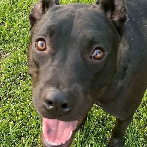 Bella, an adoptable Labrador Retriever & Pit Bull Terrier Mix in Oklahoma City, OK_image-5