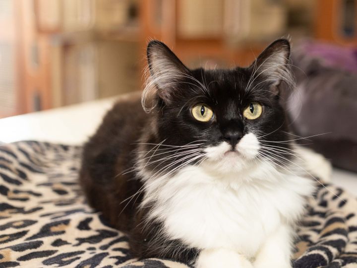 Lozen, an adopted Domestic Medium Hair & Tuxedo Mix in Los Angeles, CA_image-1