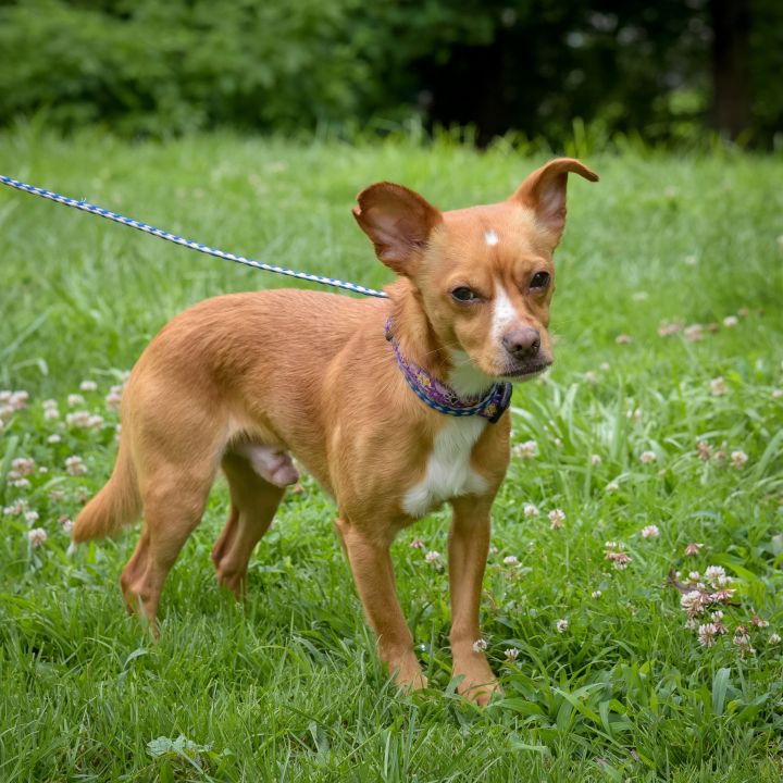 Red 2024 chihuahua mix