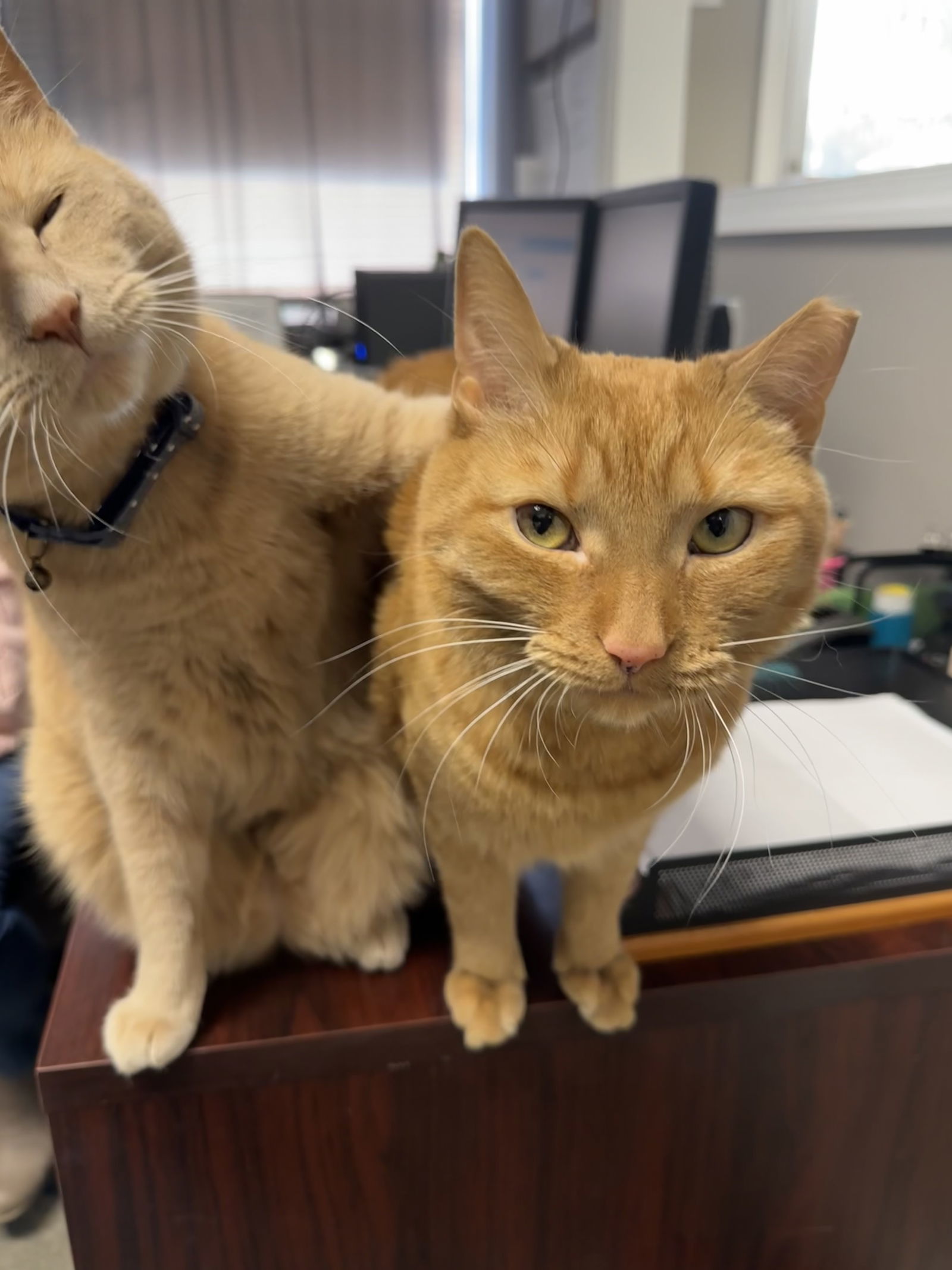 *Mr Kitty & Lil Momma, an adoptable Domestic Short Hair in Forest, VA, 24551 | Photo Image 2