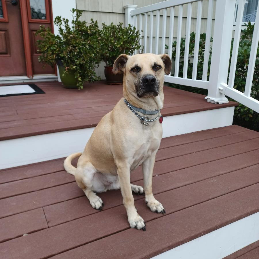 Rocky, an adoptable Labrador Retriever in Yaphank, NY, 11980 | Photo Image 2