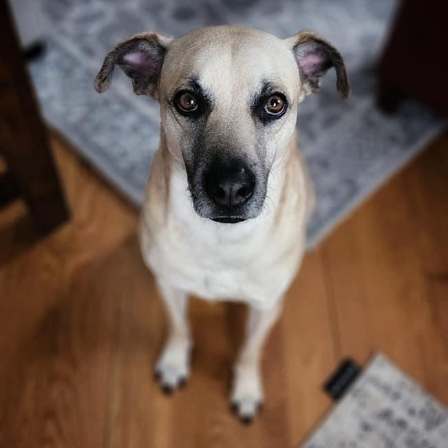 Rocky, an adoptable Labrador Retriever in Yaphank, NY, 11980 | Photo Image 1
