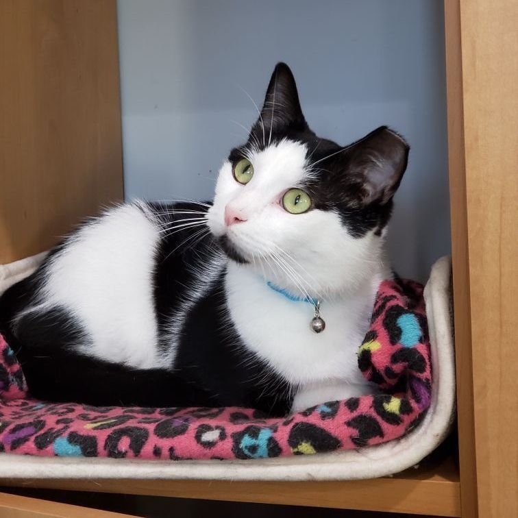 Percy, an adoptable Domestic Short Hair in Hampstead, NC, 28443 | Photo Image 2