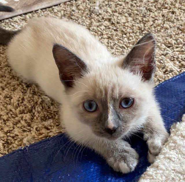 Parmesan "Parmi", an adopted Siamese Mix in St. George, UT_image-5