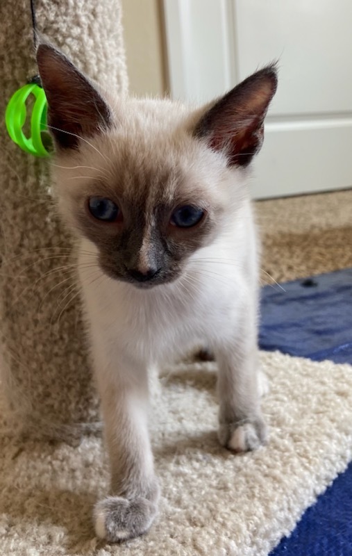 Parmesan "Parmi", an adopted Siamese Mix in St. George, UT_image-1