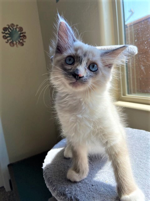Mozzarella "Mozzi", an adopted Siamese Mix in St. George, UT_image-6