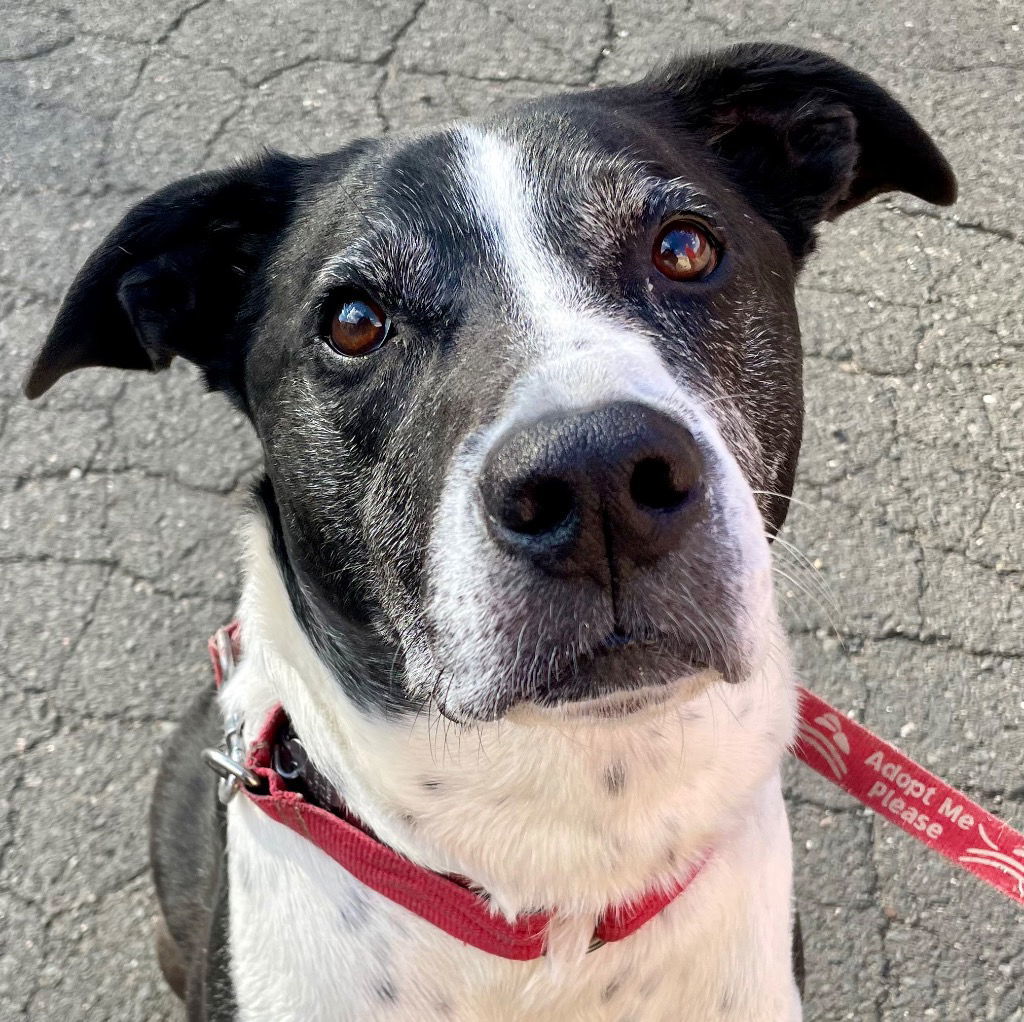 Charly, an adoptable Labrador Retriever, Hound in Bloomfield, CT, 06002 | Photo Image 1