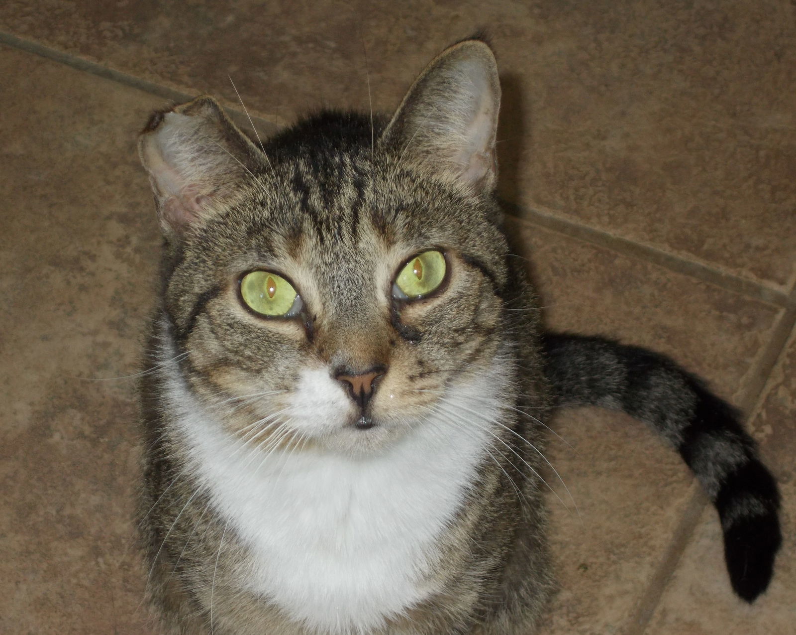 Sloop, an adoptable American Shorthair in Naples, FL, 34116 | Photo Image 1