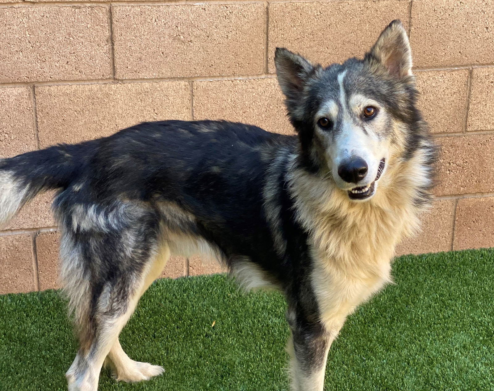 Lakota, an adoptable Alaskan Malamute in Santa Clarita, CA, 91322 | Photo Image 1