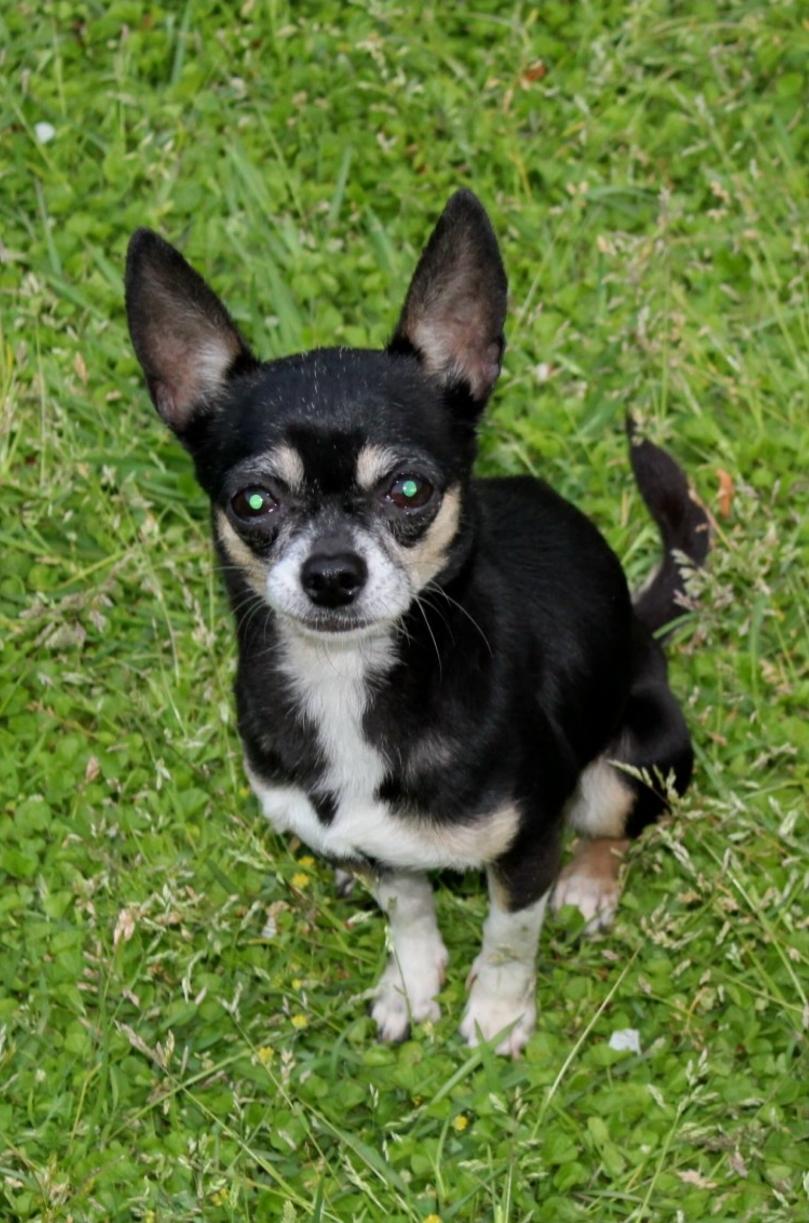 Dog for adoption Mandy, a Chihuahua in Ladson, SC