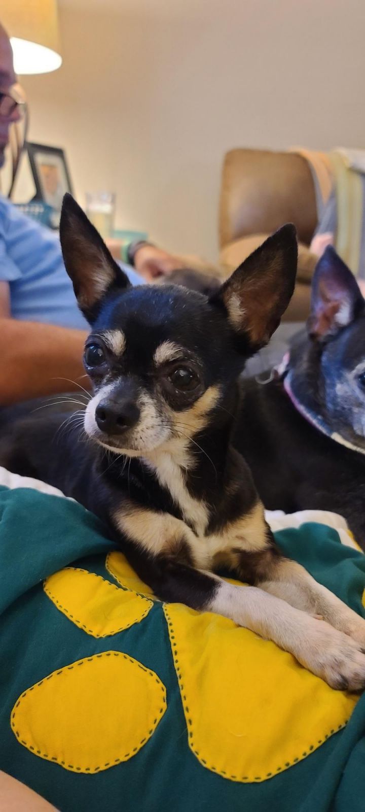 Dog for adoption Mandy, a Chihuahua in Ladson, SC