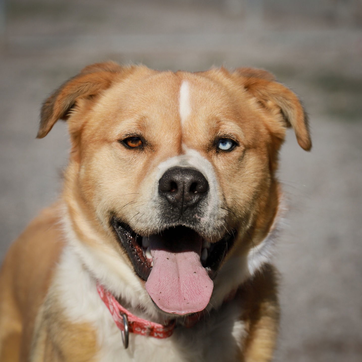 Tocho, an adoptable Australian Shepherd, Golden Retriever in Yreka, CA, 96097 | Photo Image 1