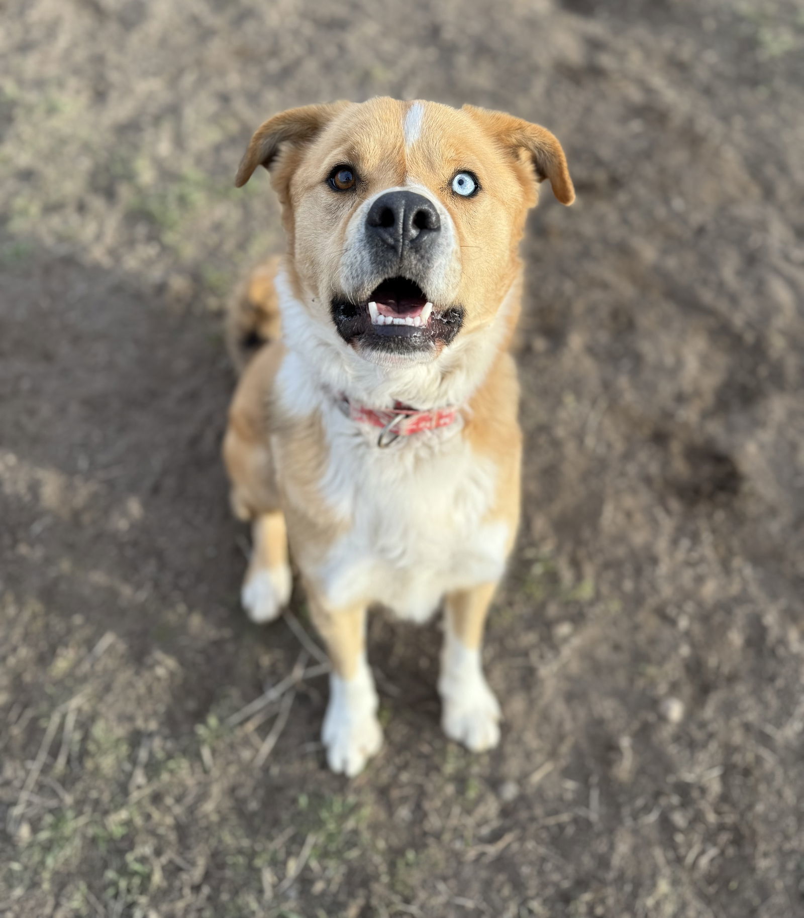 Tocho, an adoptable Australian Shepherd, Golden Retriever in Yreka, CA, 96097 | Photo Image 1