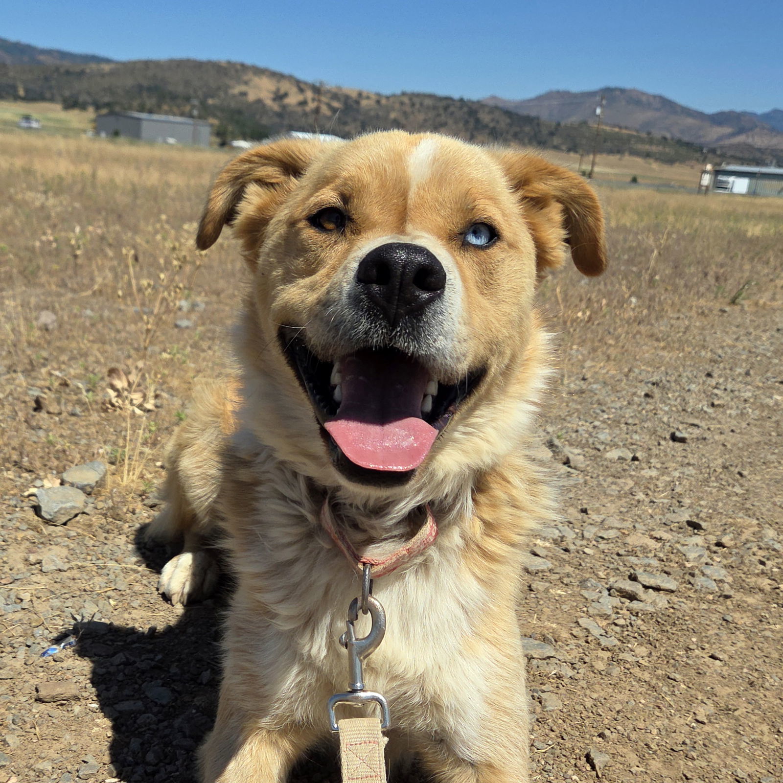Tocho, an adoptable Australian Shepherd, Golden Retriever in Yreka, CA, 96097 | Photo Image 1
