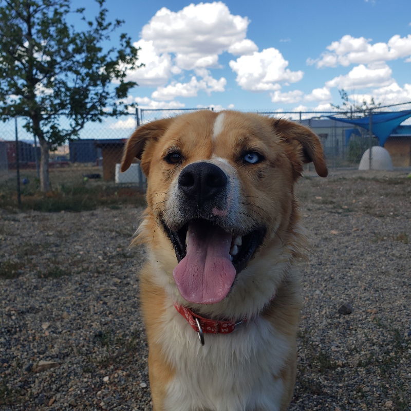 Tocho, an adoptable Australian Shepherd, Golden Retriever in Yreka, CA, 96097 | Photo Image 2