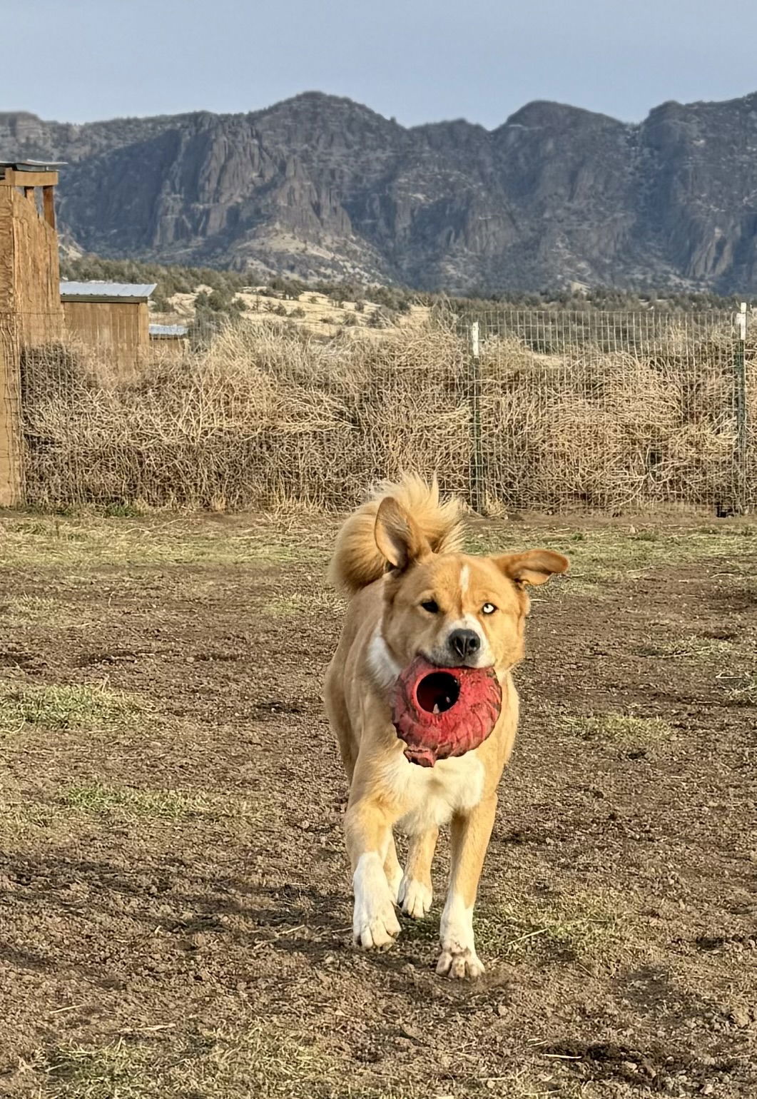 Tocho, an adoptable Australian Shepherd, Golden Retriever in Yreka, CA, 96097 | Photo Image 2