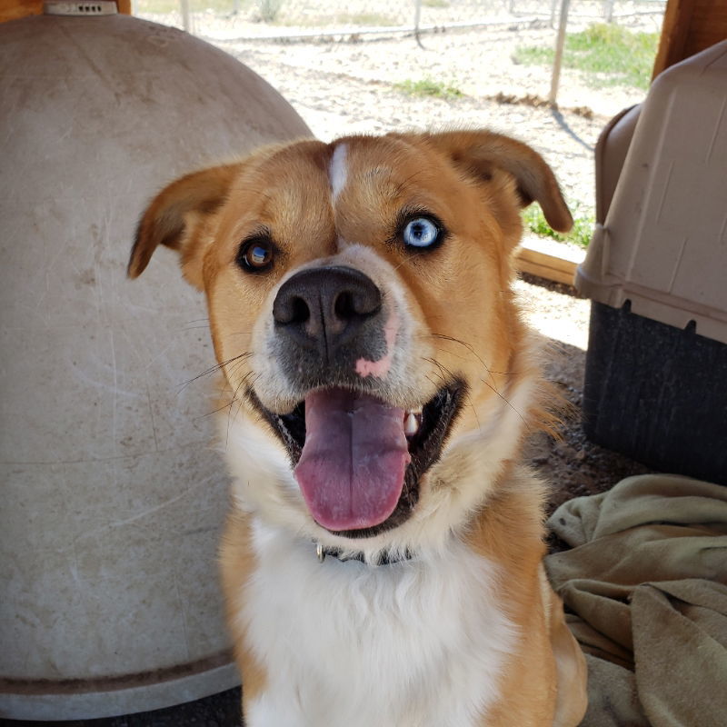 Tocho, an adoptable Australian Shepherd, Golden Retriever in Yreka, CA, 96097 | Photo Image 3