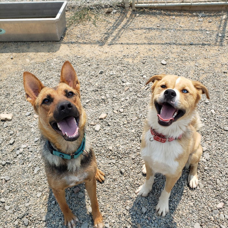 Tocho, an adoptable Australian Shepherd, Golden Retriever in Yreka, CA, 96097 | Photo Image 3