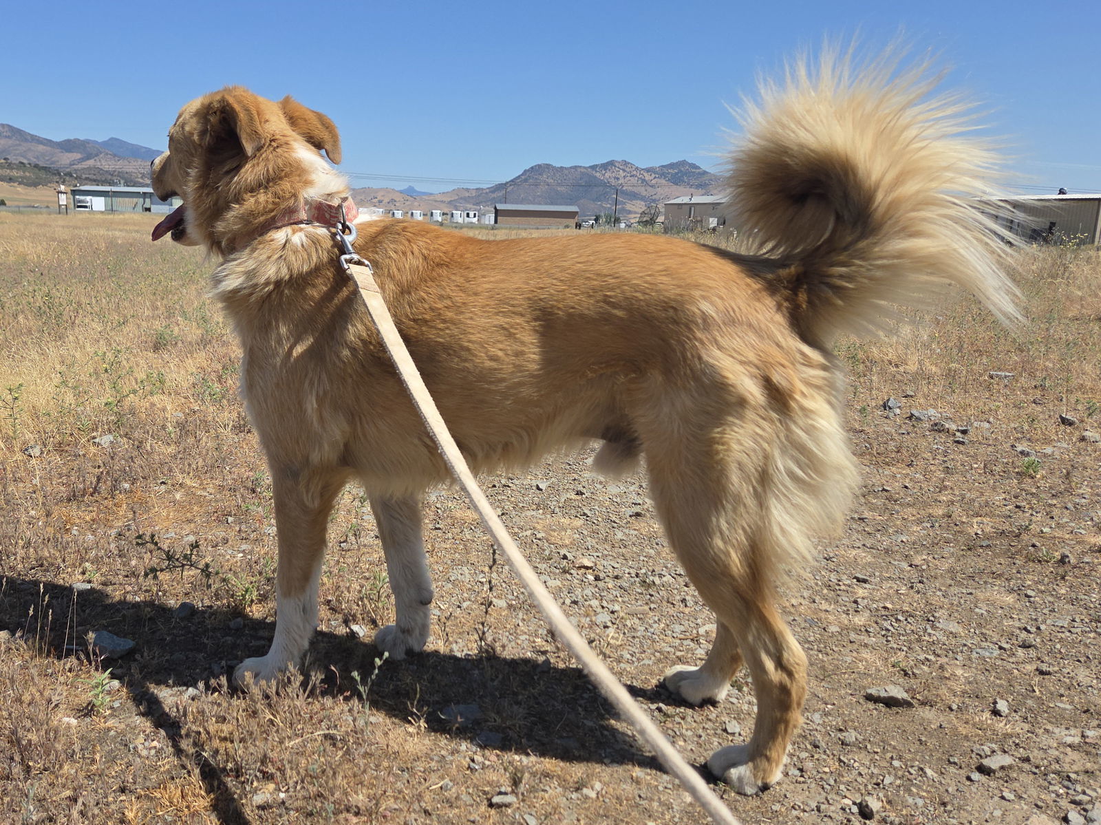 Tocho, an adoptable Australian Shepherd, Golden Retriever in Yreka, CA, 96097 | Photo Image 3