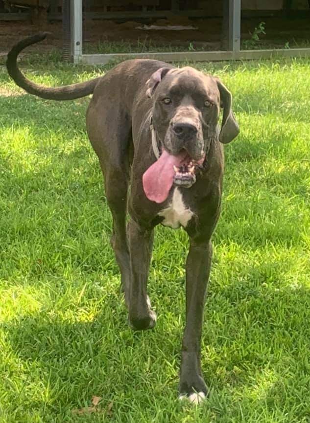 Bo, an adoptable Great Dane in Pensacola, FL, 32505 | Photo Image 2