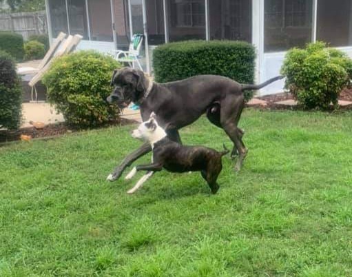 Bo, an adoptable Great Dane in Pensacola, FL, 32505 | Photo Image 5