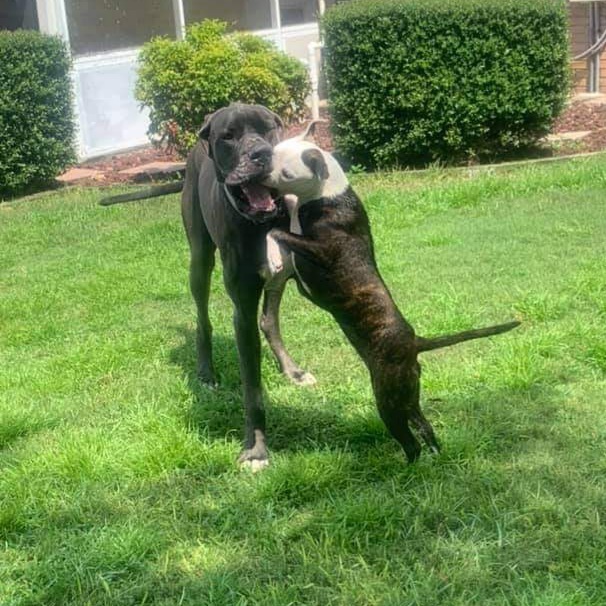 Bo, an adoptable Great Dane in Pensacola, FL, 32505 | Photo Image 7