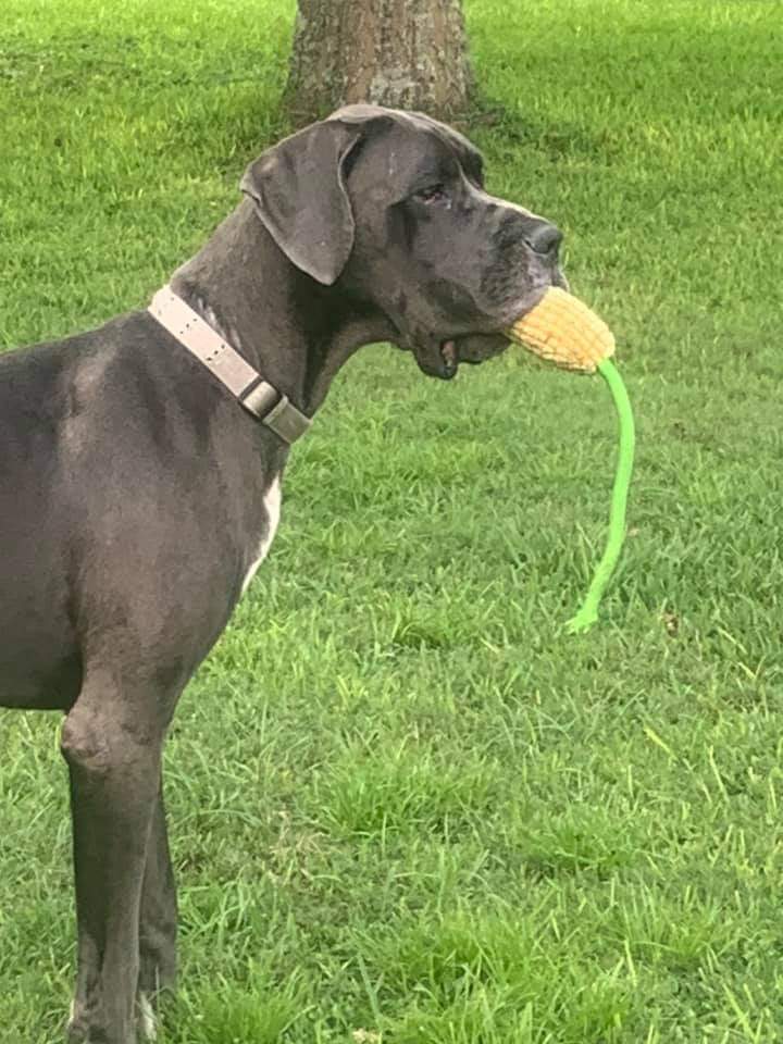 Bo, an adoptable Great Dane in Pensacola, FL, 32505 | Photo Image 9