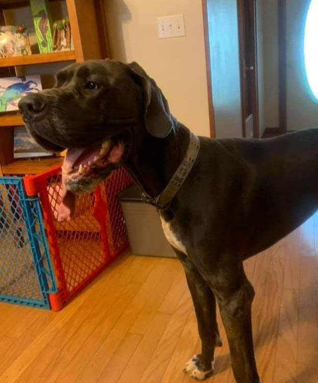 Bo, an adoptable Great Dane in Pensacola, FL, 32505 | Photo Image 11