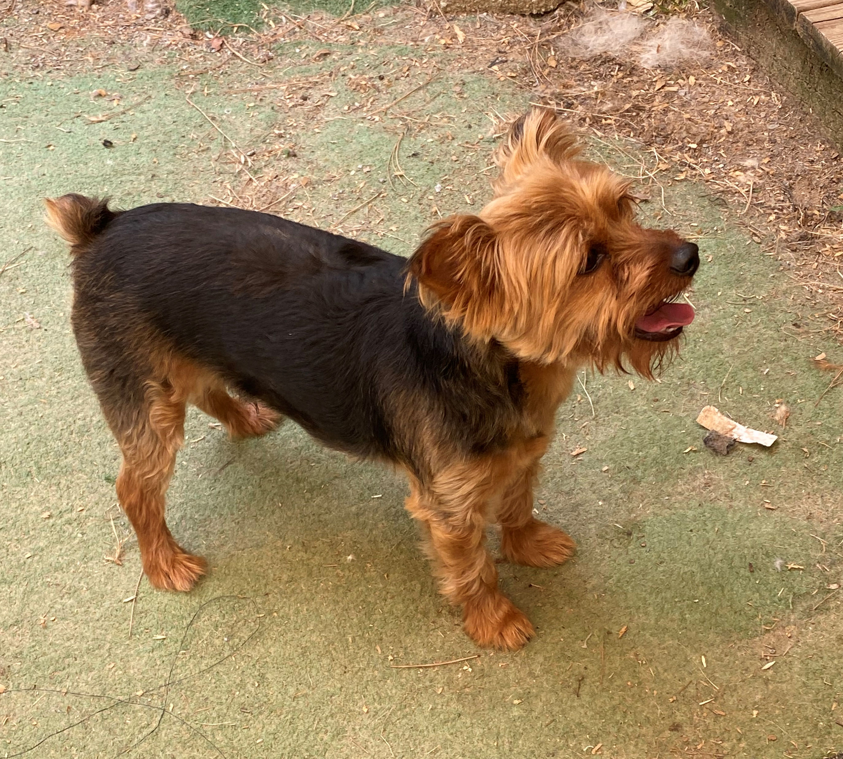 Chewy, an adoptable Yorkshire Terrier in Rock Hill, SC, 29731 | Photo Image 1