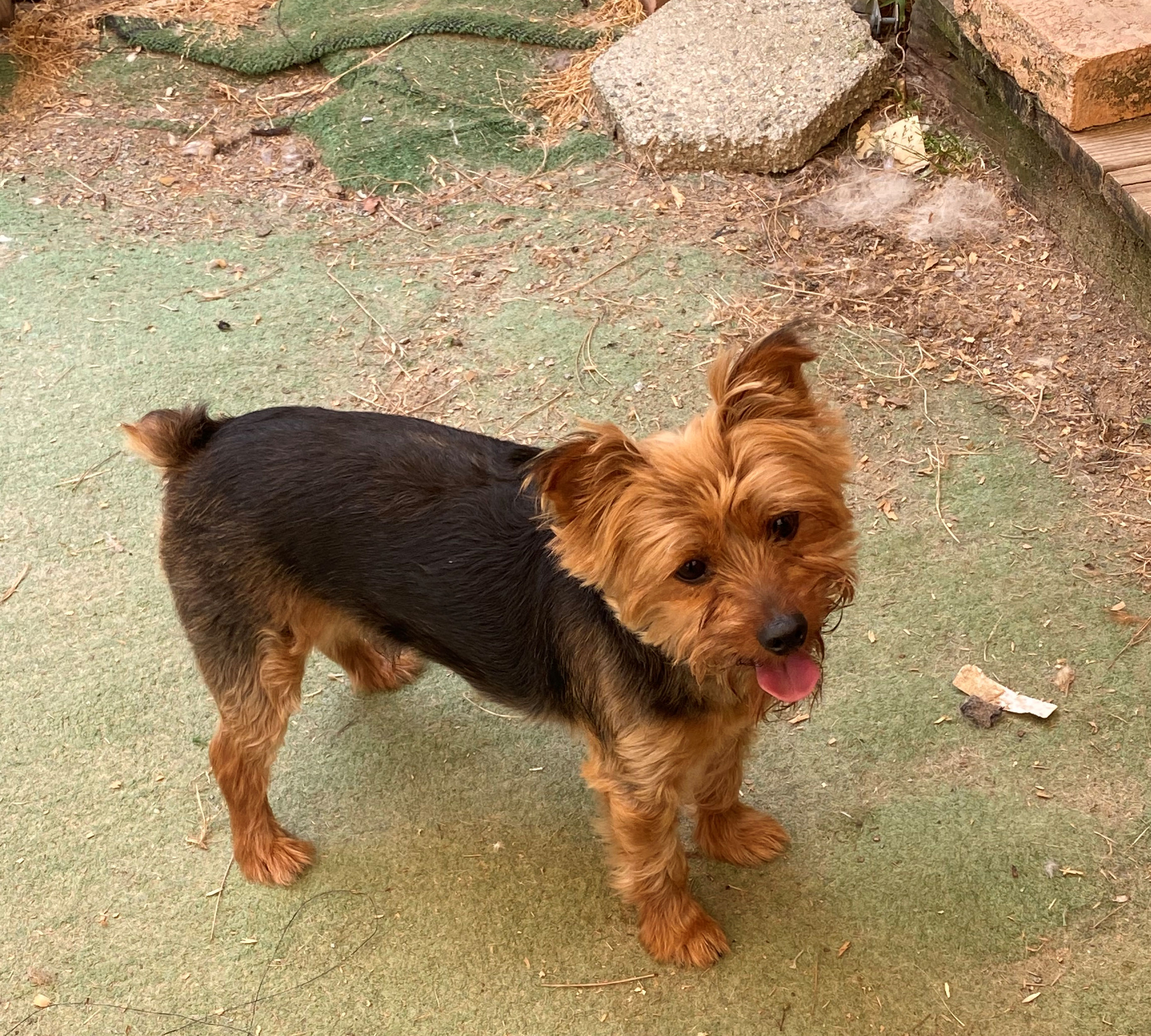 Chewy, an adoptable Yorkshire Terrier in Rock Hill, SC, 29731 | Photo Image 2
