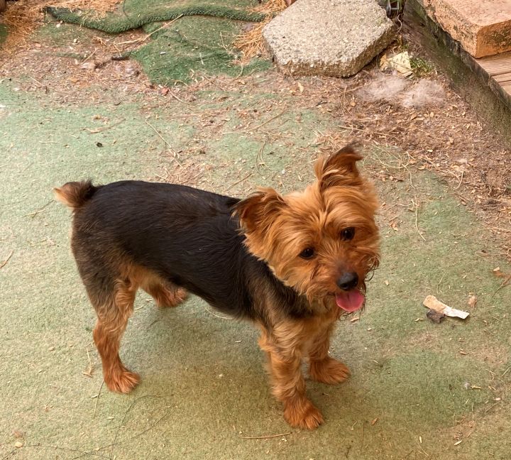 Red store legged yorkie