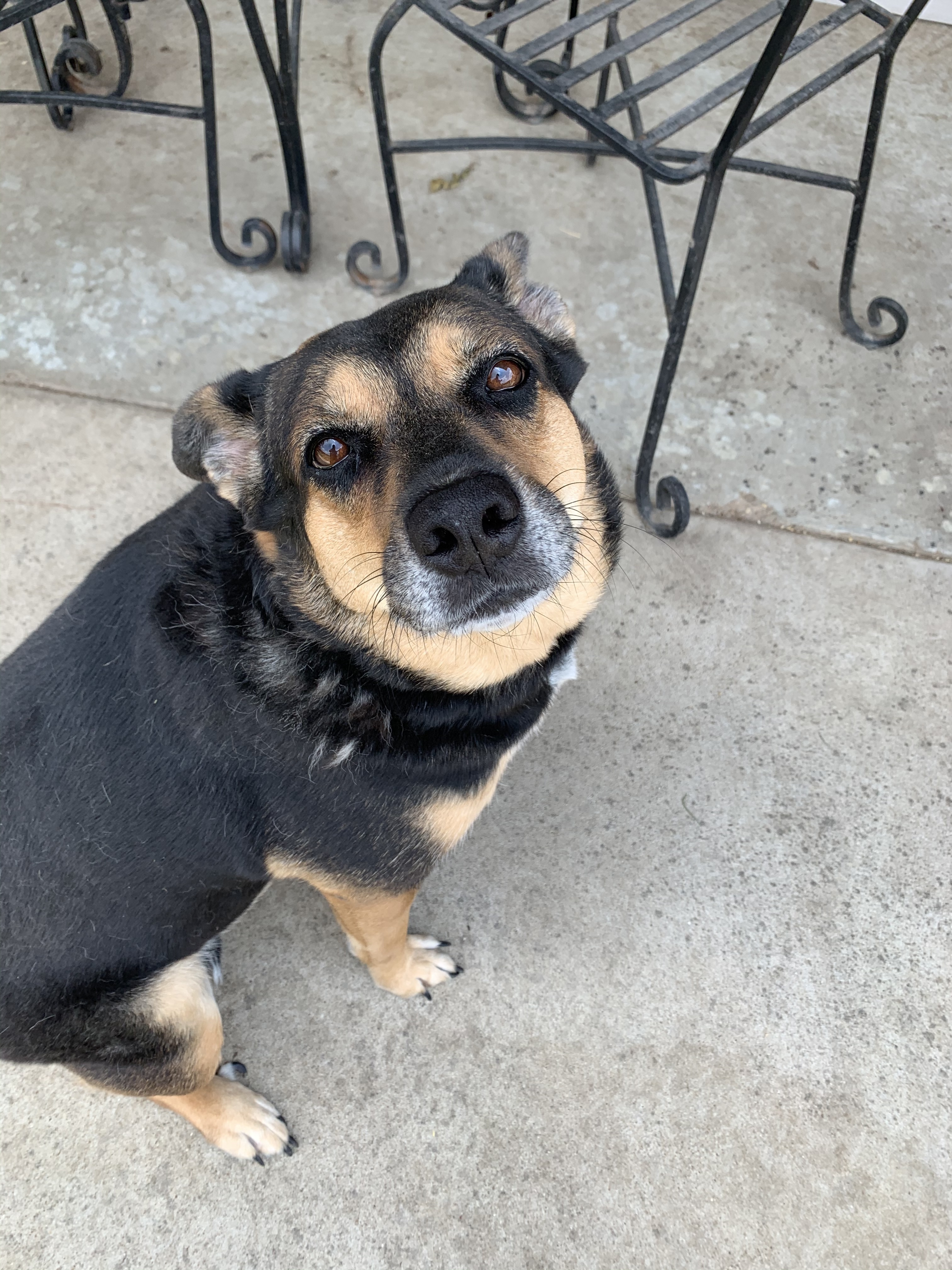 Nikki, an adoptable German Shepherd Dog in Seattle, WA, 98106 | Photo Image 3