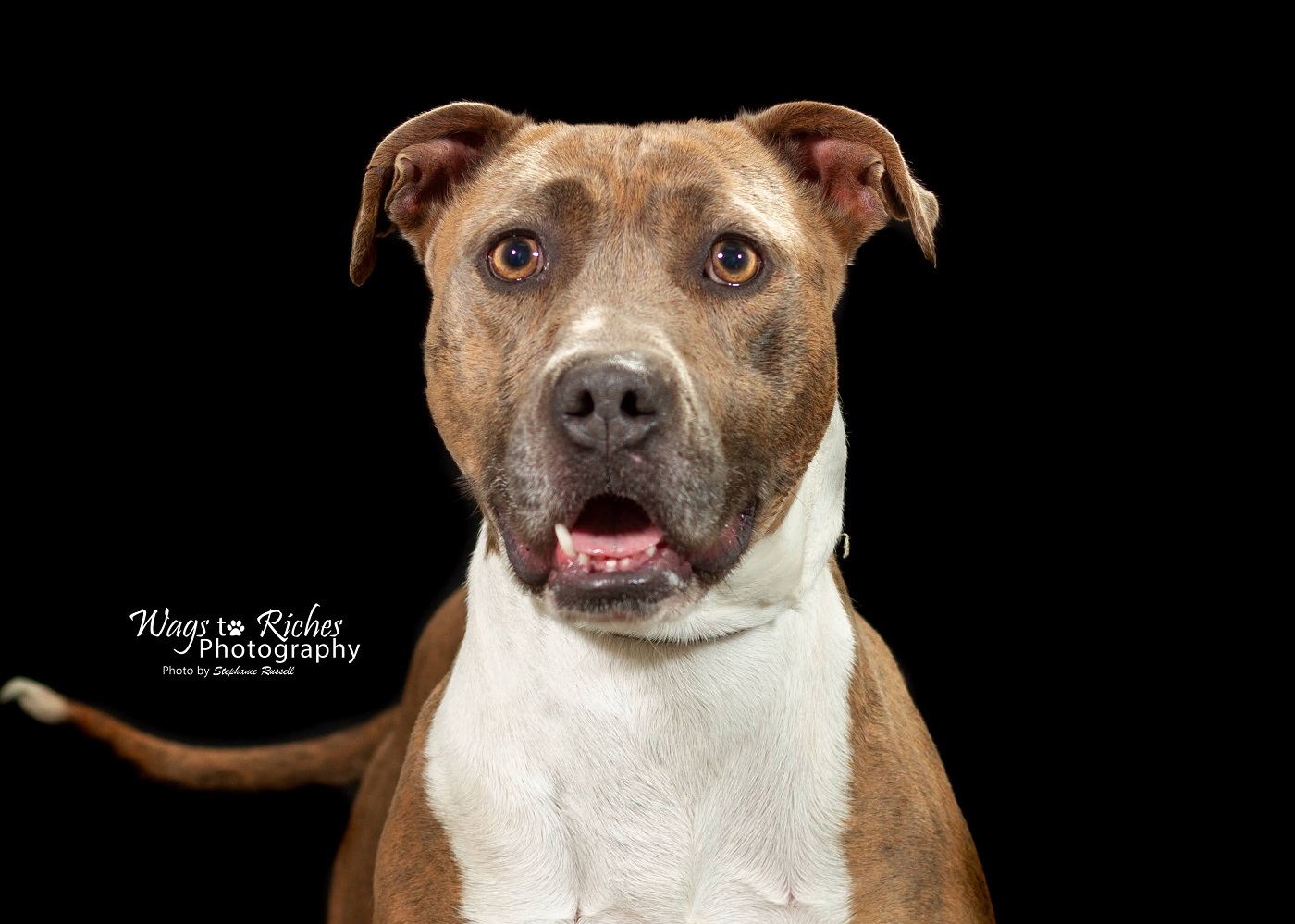 Pepper, an adoptable Mixed Breed, Pit Bull Terrier in Anniston, AL, 36201 | Photo Image 1