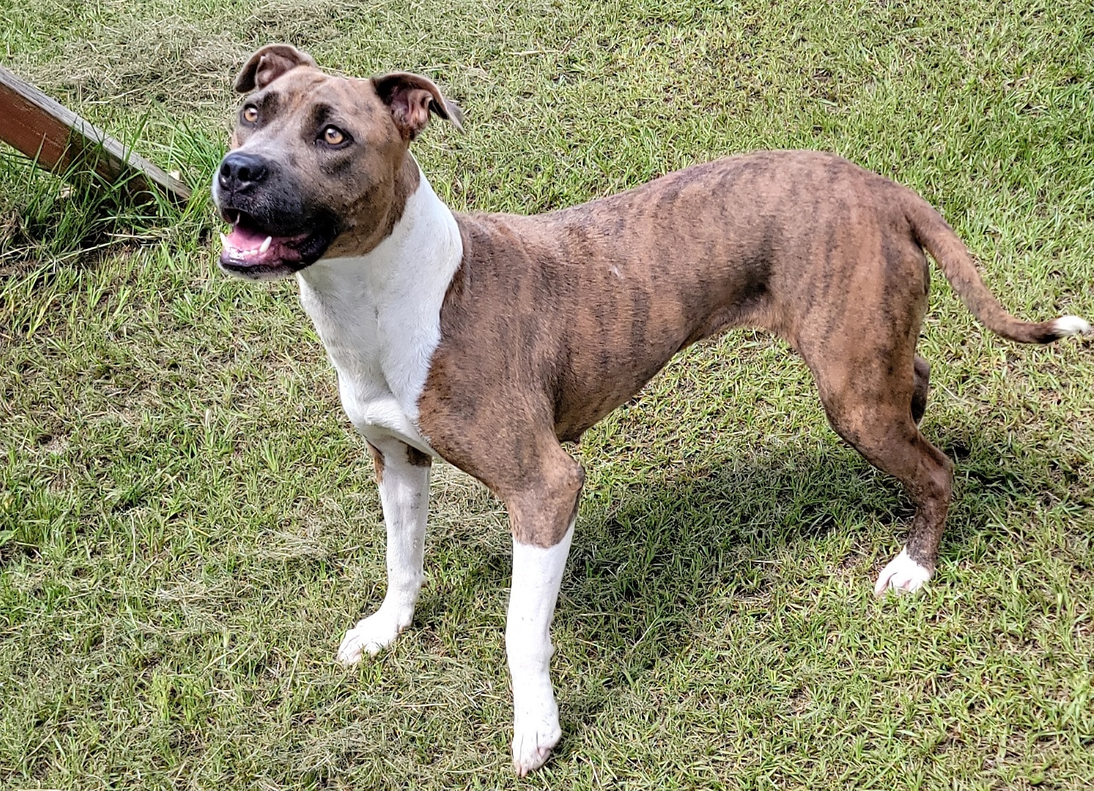 Pepper, an adoptable Mixed Breed, Pit Bull Terrier in Anniston, AL, 36201 | Photo Image 2