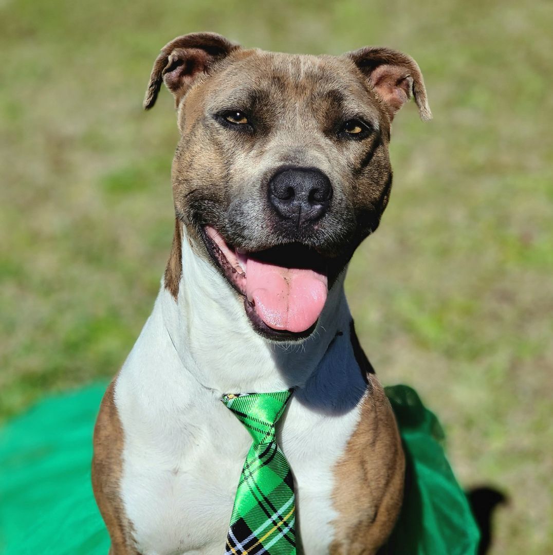 Pepper, an adoptable Mixed Breed, Pit Bull Terrier in Anniston, AL, 36201 | Photo Image 3