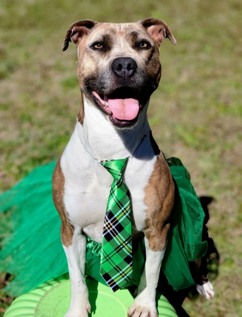 Pepper, an adoptable Mixed Breed, Pit Bull Terrier in Anniston, AL, 36201 | Photo Image 5