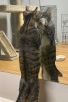 Leopard photo 3