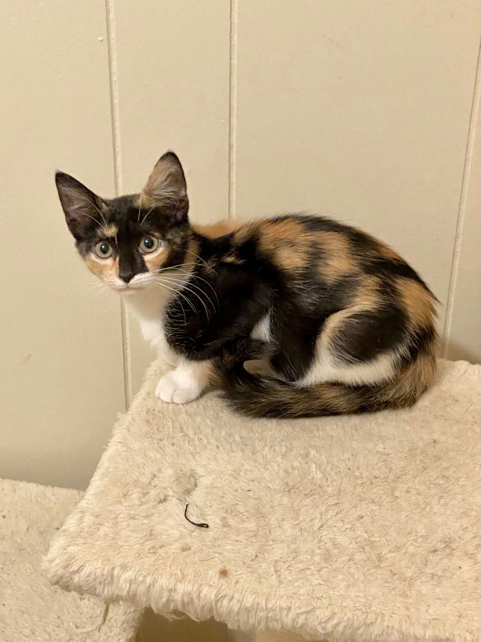 Cat For Adoption - Capri, A Calico In Hammond, La 