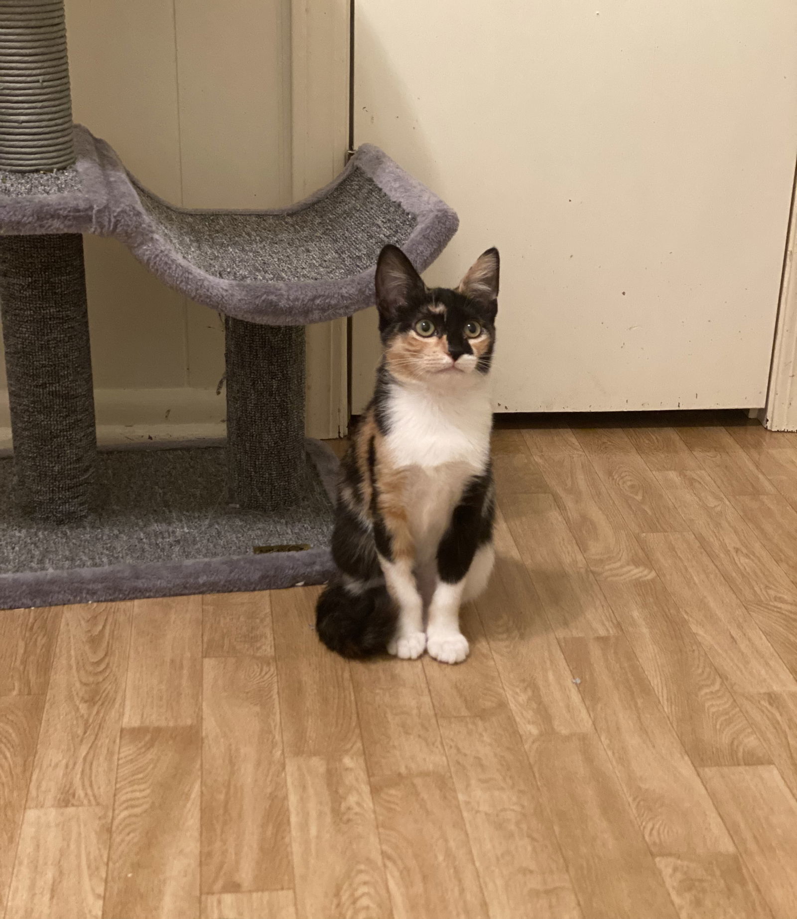 Capri, an adoptable Calico in Hammond, LA, 70403 | Photo Image 2