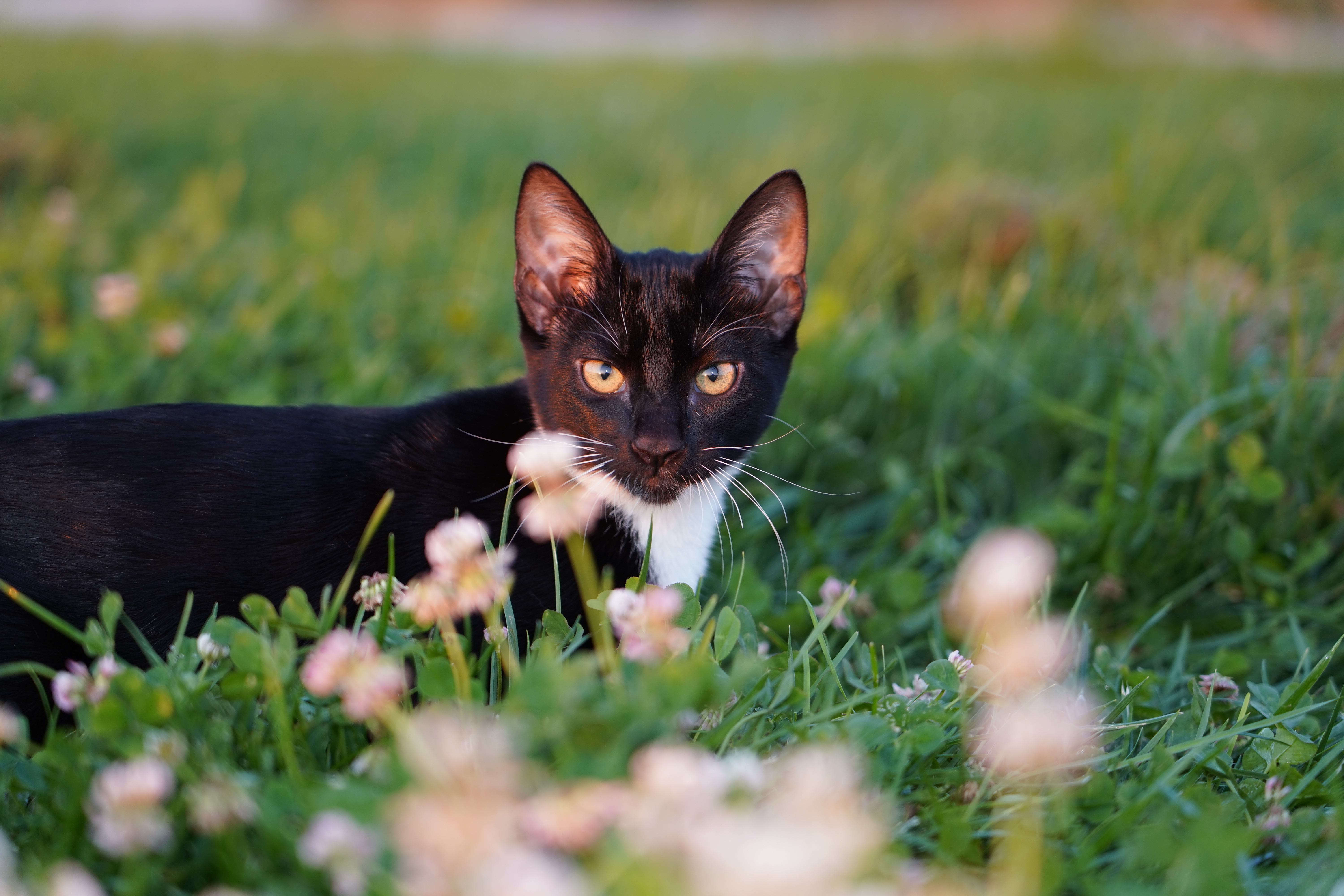 Pepper, an adoptable Tuxedo in Oakdale, CA, 95361 | Photo Image 1