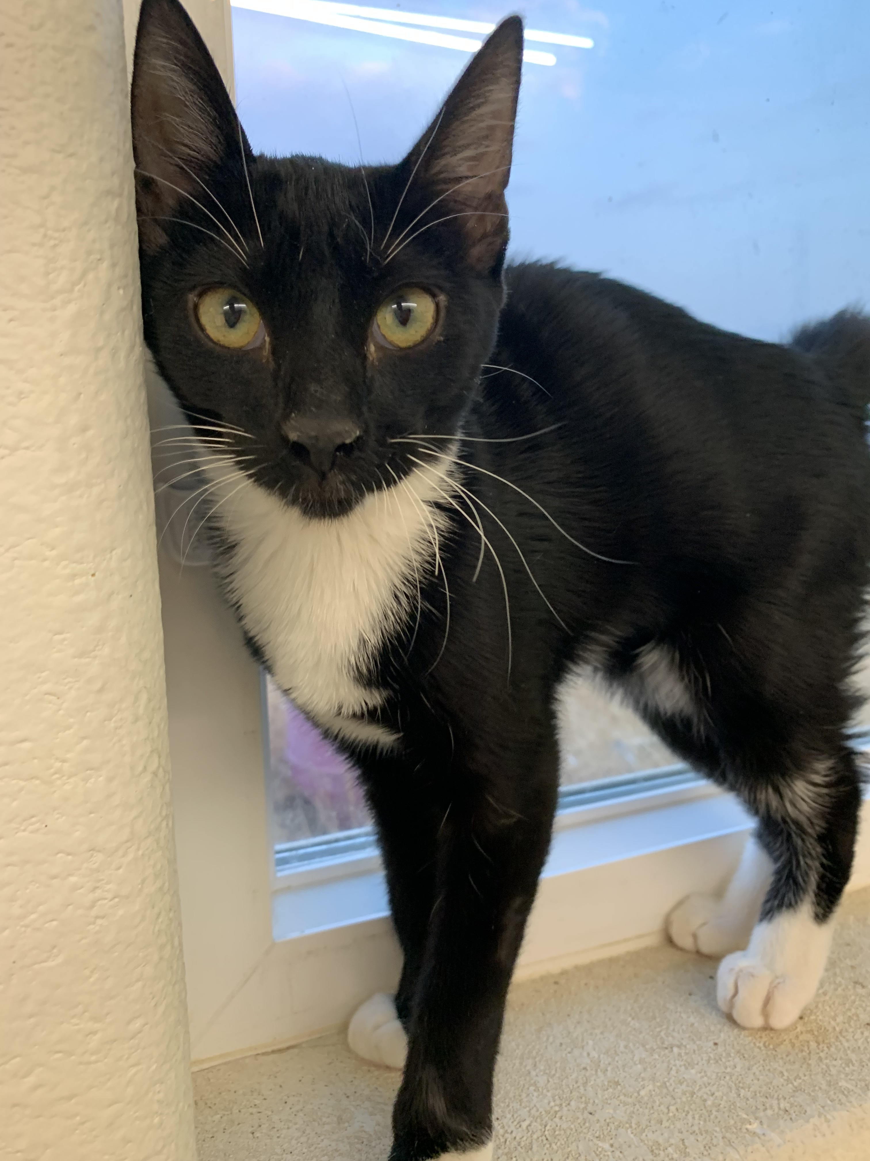 Pepper, an adoptable Tuxedo in Oakdale, CA, 95361 | Photo Image 2