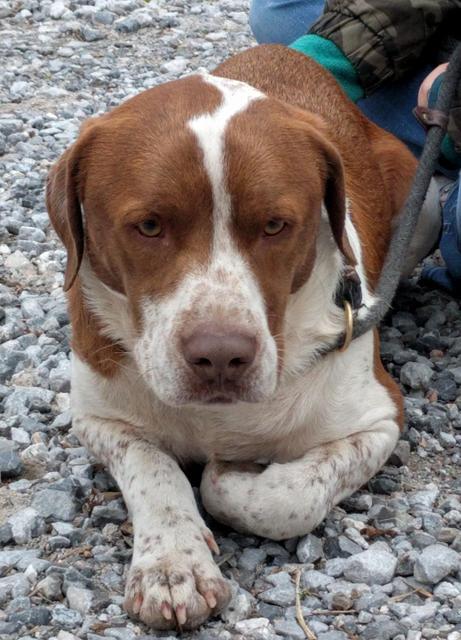 Dexter, an adoptable Pointer in Bella Vista, AR, 72714 | Photo Image 1