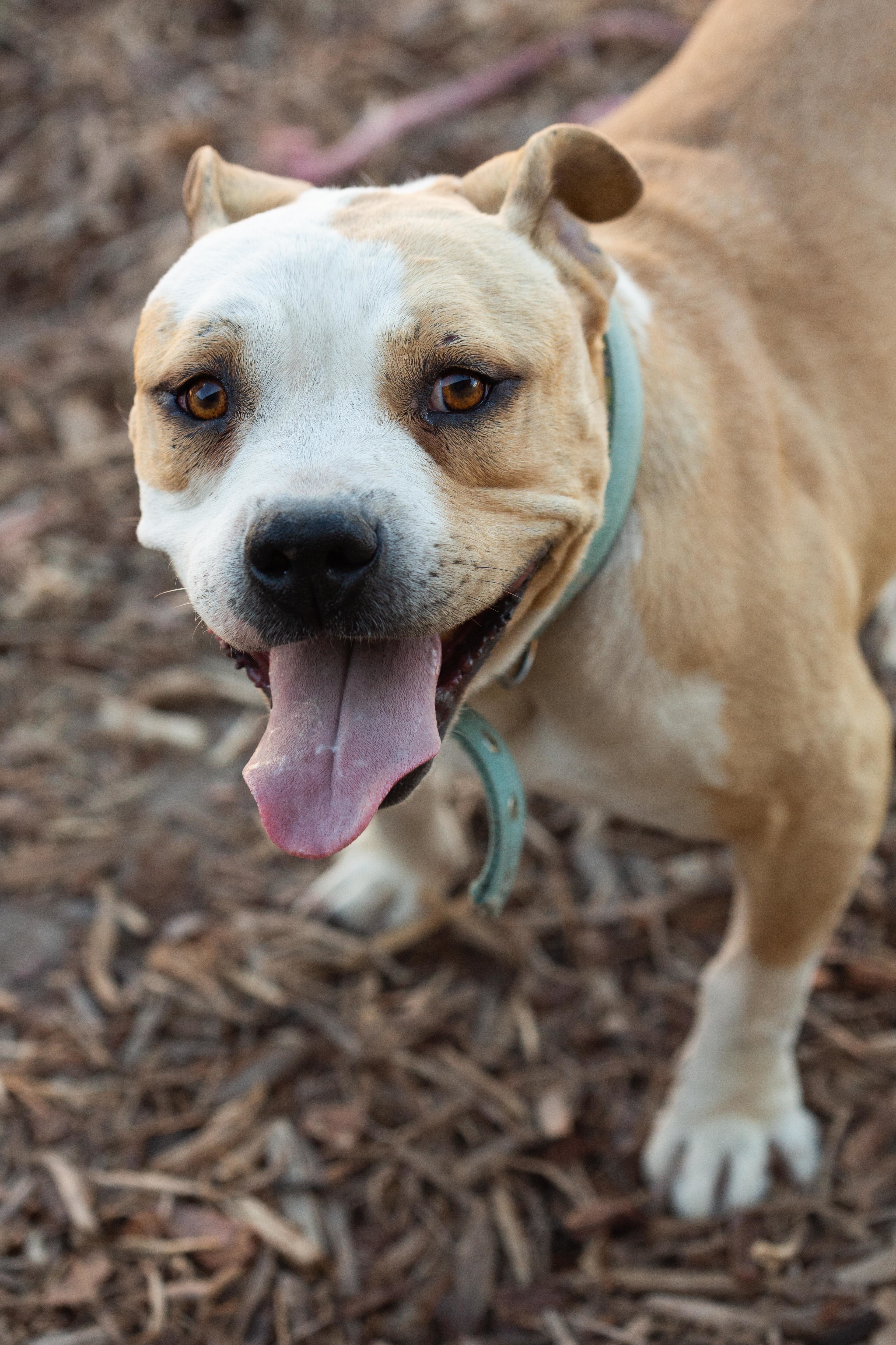 Nina , an adoptable English Bulldog in Millville, UT, 84326 | Photo Image 1