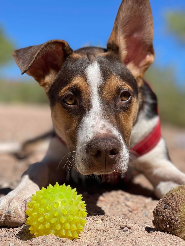 Flint, an adopted Coonhound & Foxhound Mix in St. George, UT_image-2
