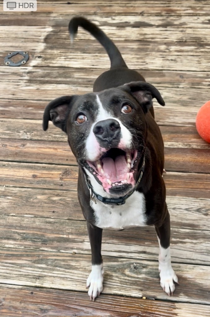 Dante (FKA Sneeky), an adoptable Boxer, Labrador Retriever in St. Augustine, FL, 32084 | Photo Image 1